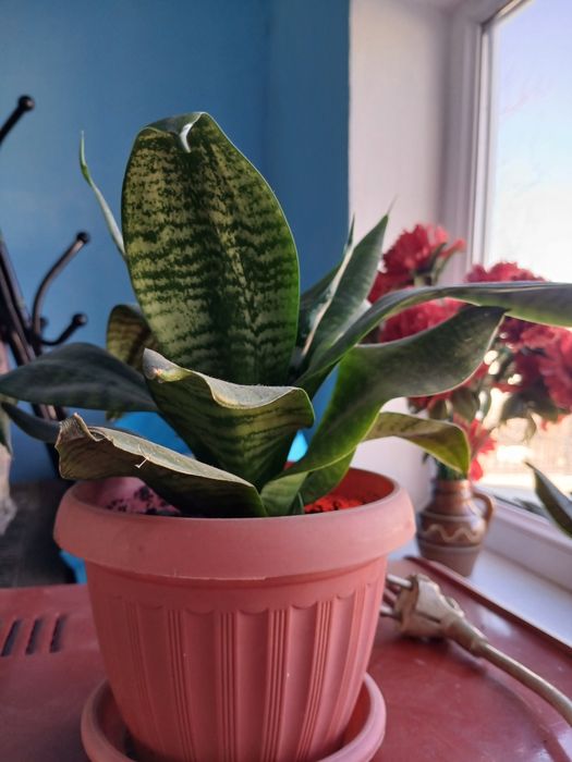 Цветы домашние комнатные