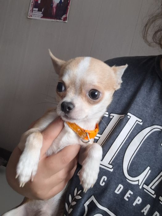 Продам чихуахуа         .