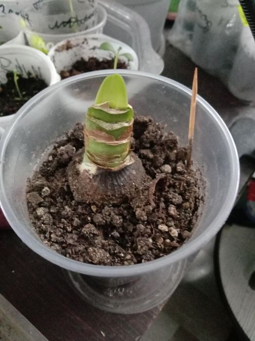 Луковицы гиппеаструма