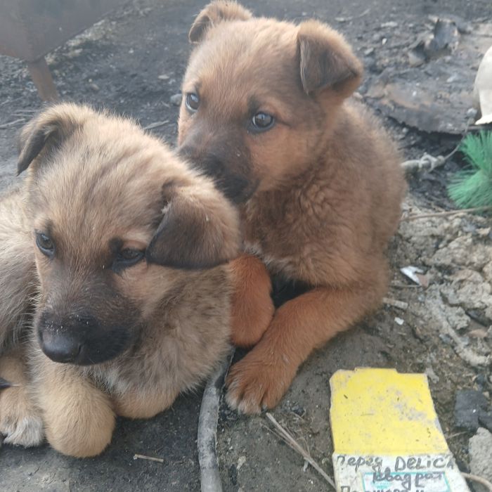 Щенки немецкой Овчарки