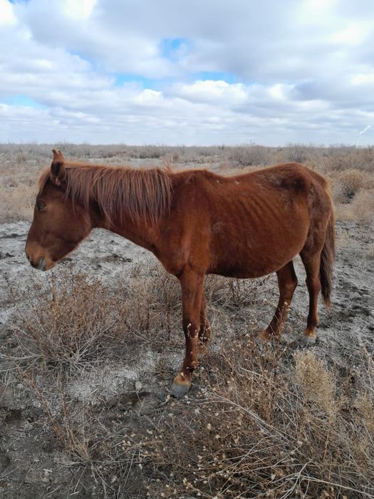 2 бие сатыладыыы