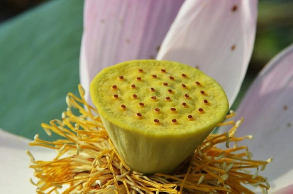 Продам Лотосы (водные цветы)