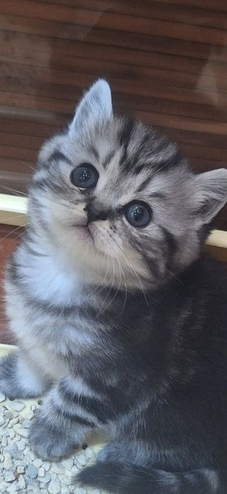 Котятки шотландские