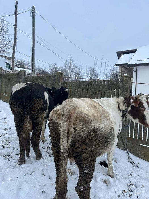 Vand 2 vaci langa craiova