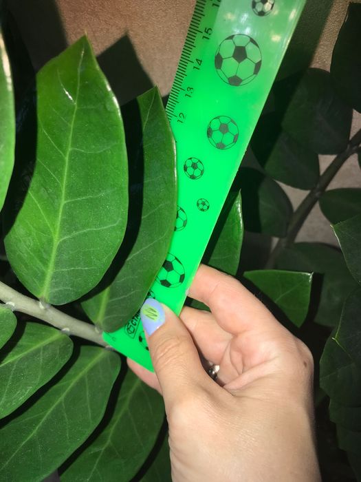 Продам Замиокулькас Долларовое Дерево