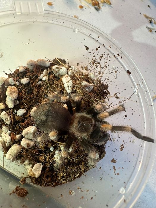 Паук-птицеед Brachypelma auratum