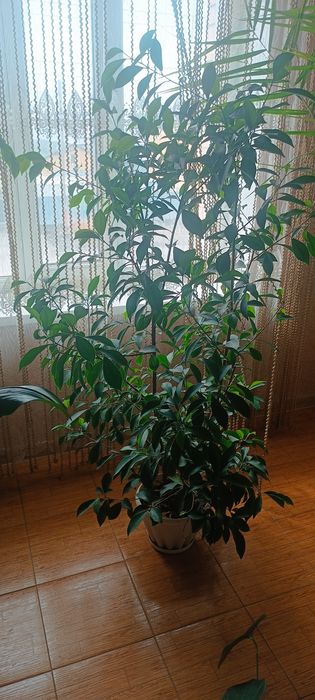 Комнатные цветы. Не дорого