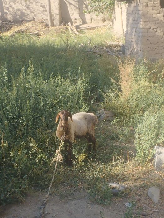 Mana shu quchqor sotiladi