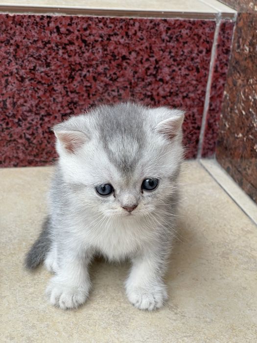 Котята порода шиншилл