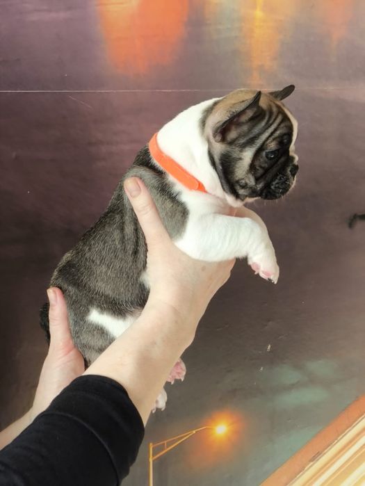 Продам щенков французский бульдог