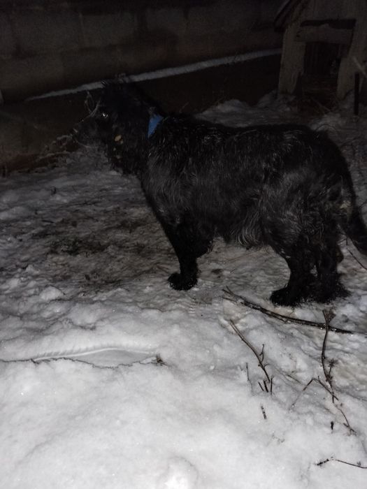 Охотничьи собака спанель продам