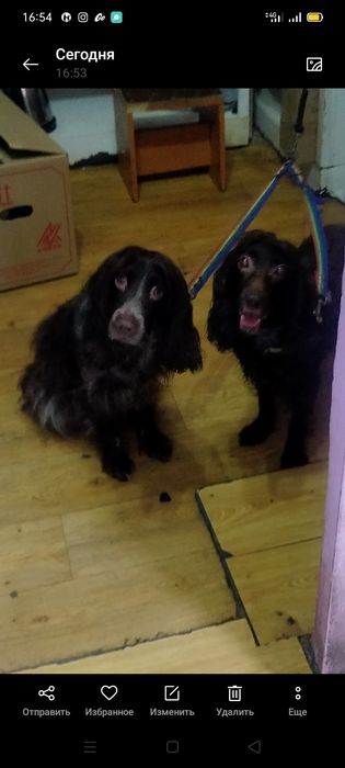 Щенки спаниеля мальчики