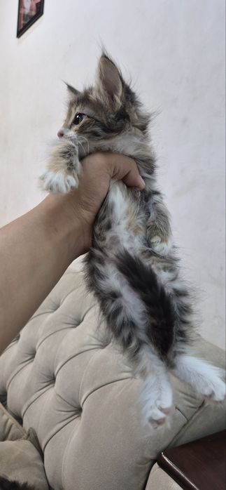 Котята 2,5 месяца отдам в добрые руки
