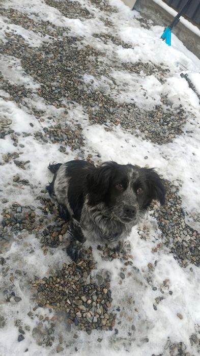 Русский спаниель