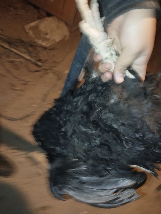 Продоётся 2 петуха