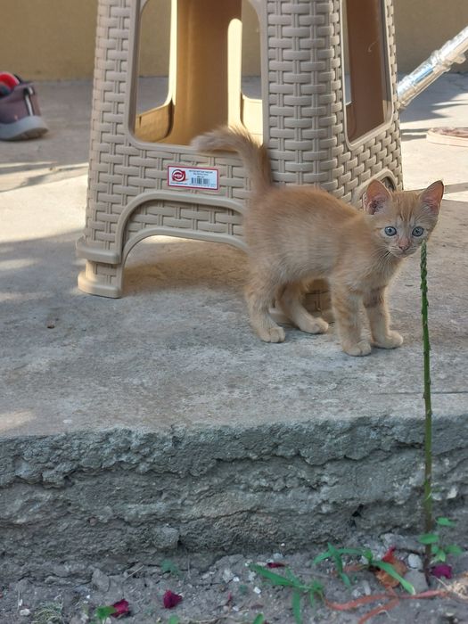 Подаряваме  котенца