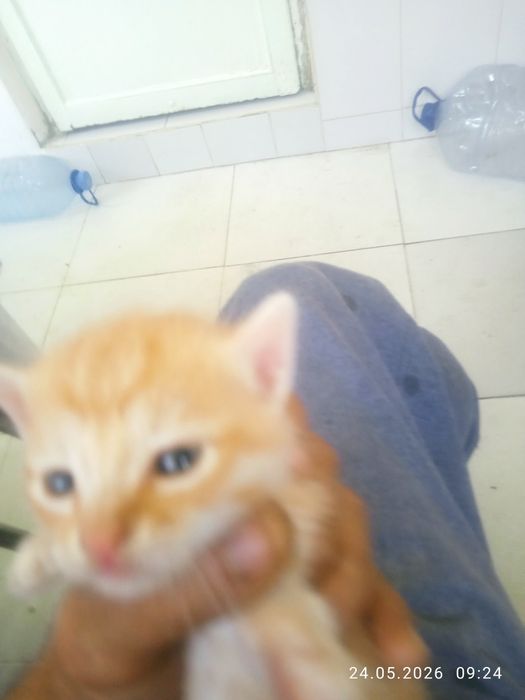 Продам котят 1,5 месяца