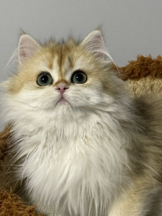 Banyoda onlayn kozdan kechirish