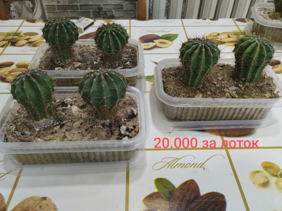 Срочно продам кактусы эхинопсис