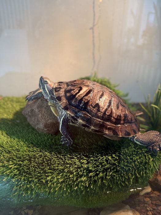 Морская красноухая черепаха