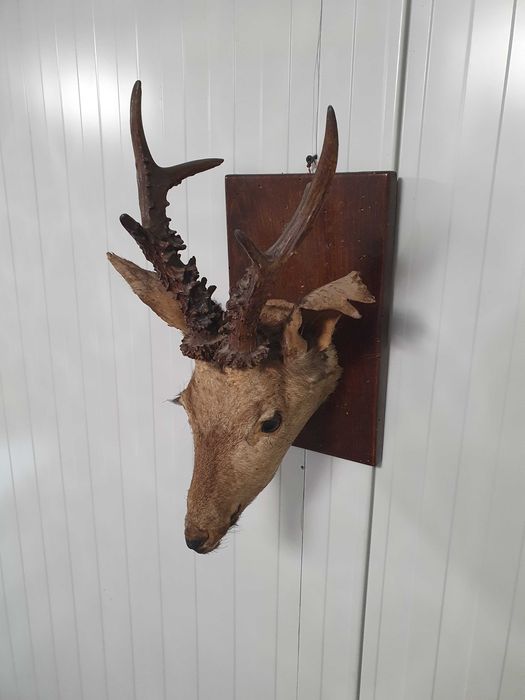 Трофей Сръндак, елен, сърна