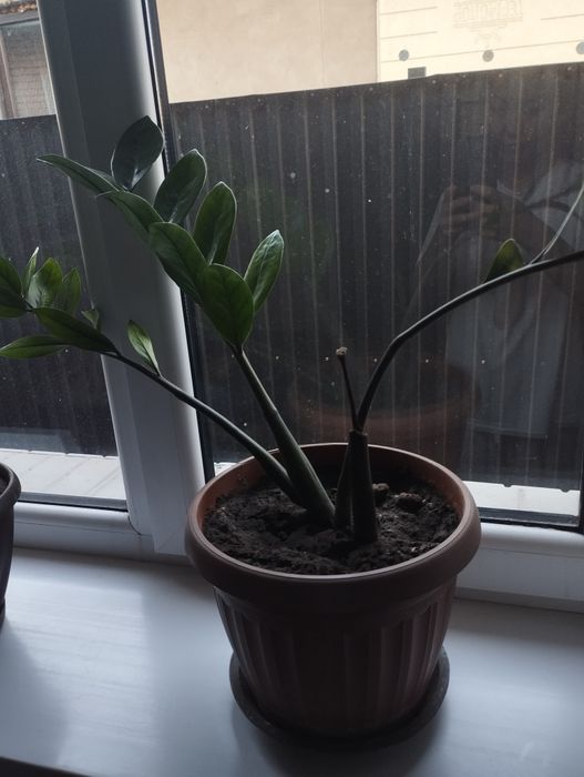 Продам комнатные цветы