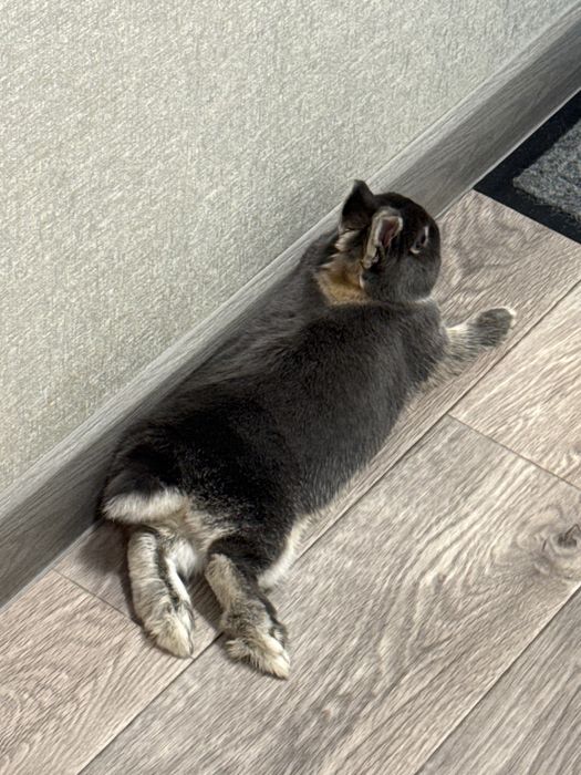 Нидерландский декоротивный кролик