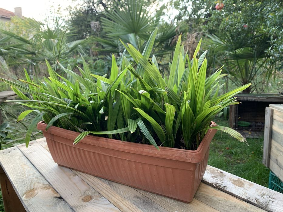 Саксия с Млади Палми трахикарпус