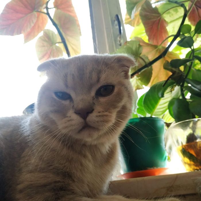 Потерялся кот в Яшнабадском районе. Помогите найти!