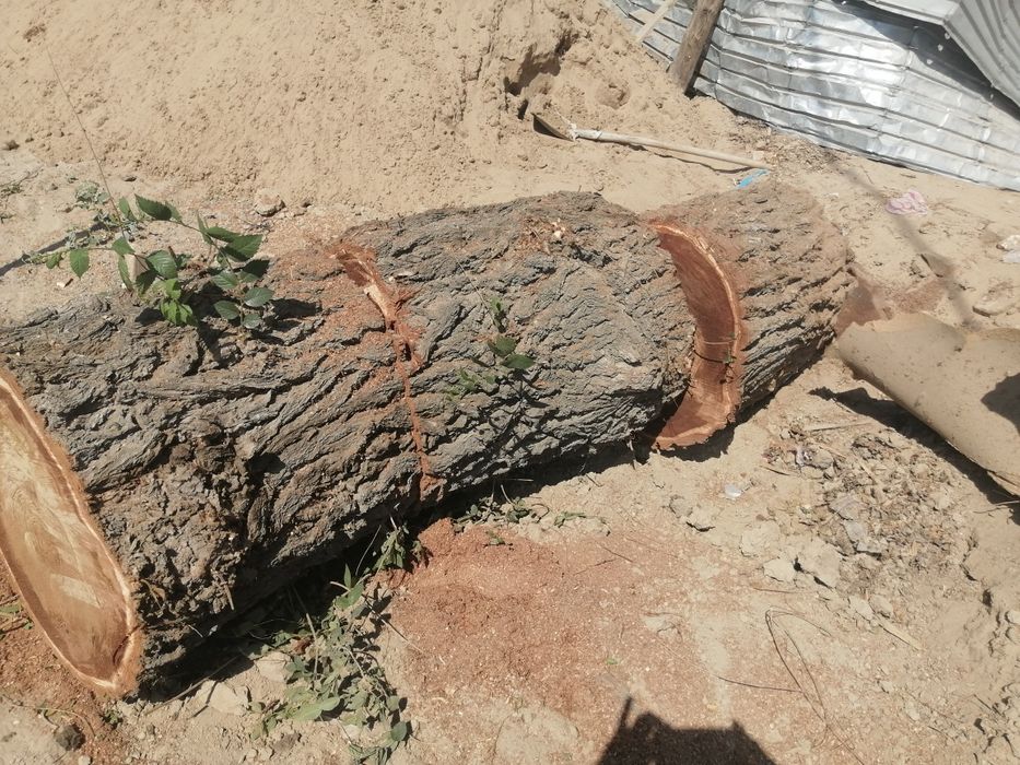 Спил деревьев.  Тал кесу