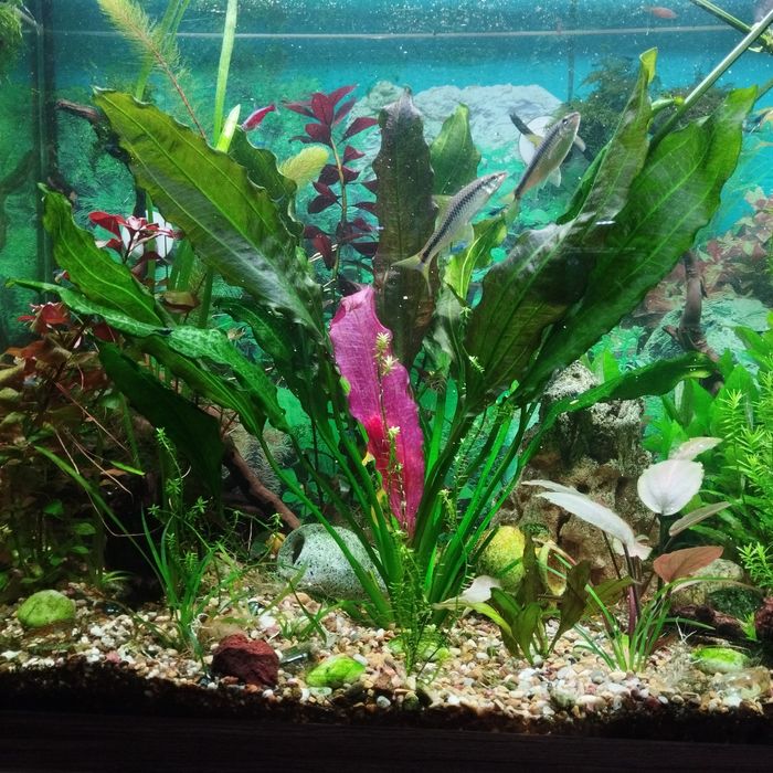 эхинодорус аквариумное растение