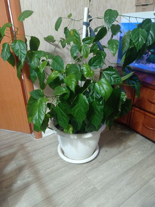Декоративная роза.