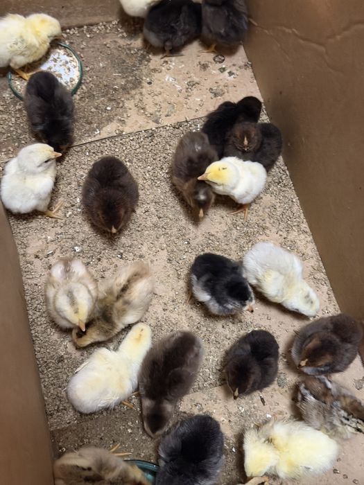 Цыплята под квочка