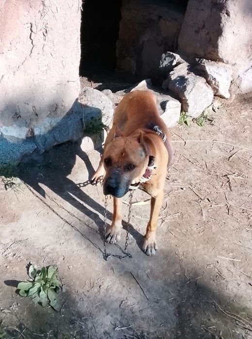 Kuchuk zotdor yaxshi toza