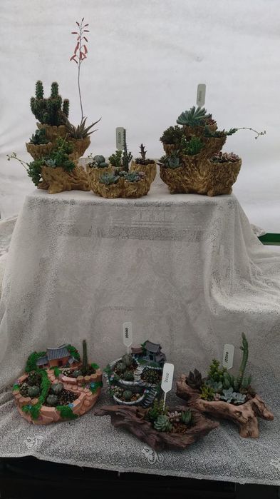 Композиции из суккулентов