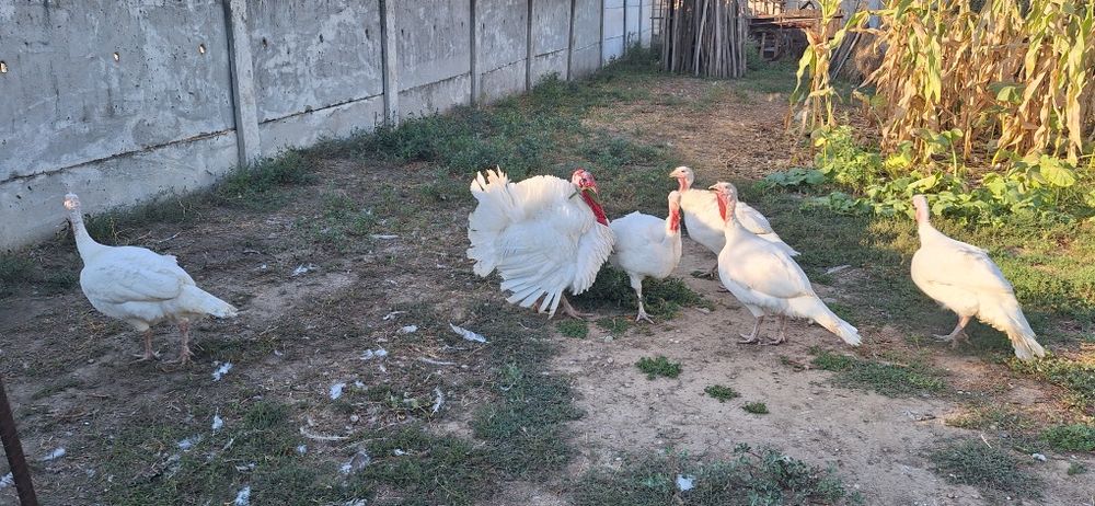 Vând curci albe de la cârcea de anul acesta cu greutatea de 10-12kg