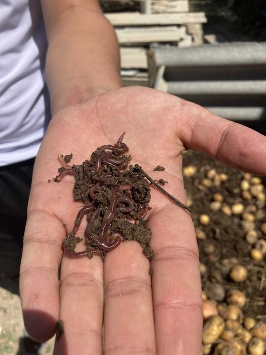 Калифорниялық қызыл құрт