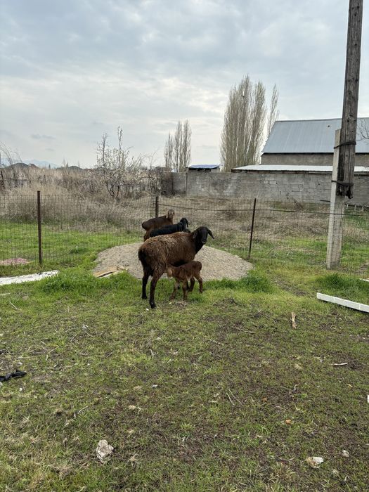 Қозылы қойлар гиссар