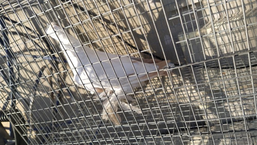 Жас Голубка молодая идет в пару