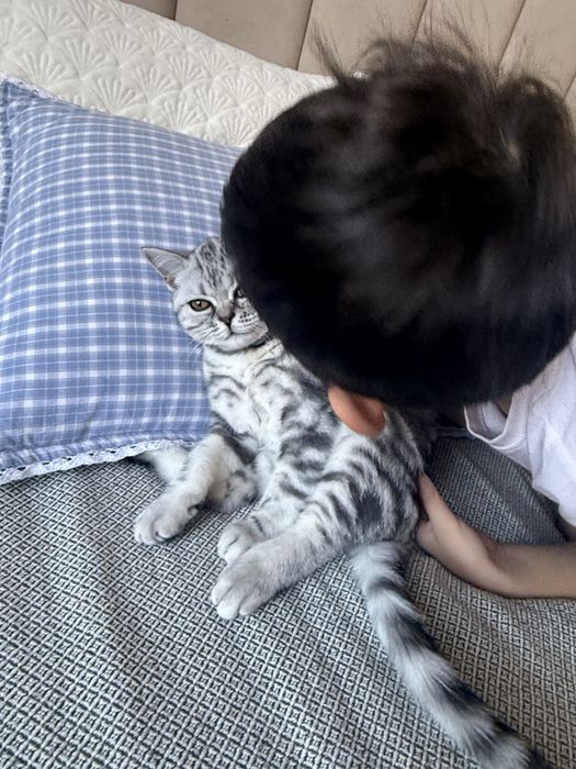 Продам котенка шотланец