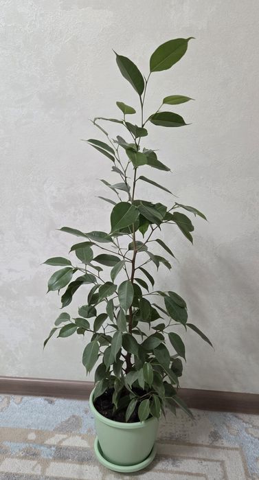 Фикус бенжамина сатылады