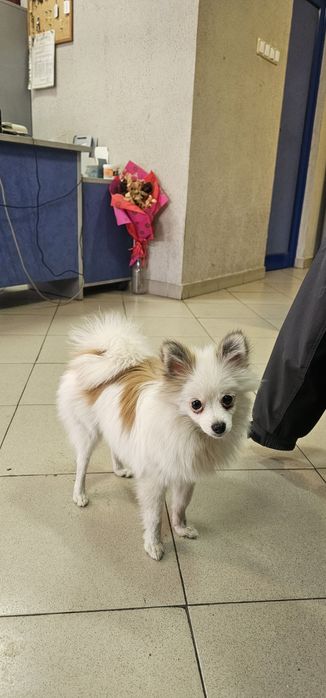 Померан/шпиц 6месеца