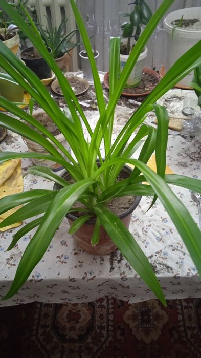 Хлорофитум  сансевьера