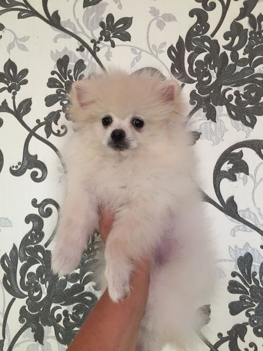 рыжие и белые шпицушки