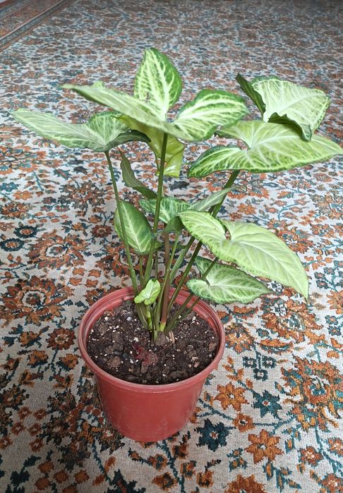 Продам Сингониум