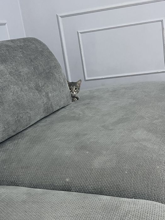 Продам кота самец