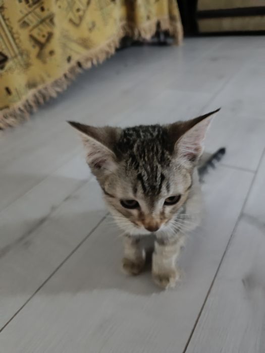 Отдам котят в хорошие руки