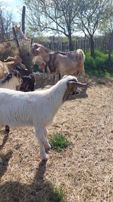 Vand 5 capre 1 tap si 8 iezi