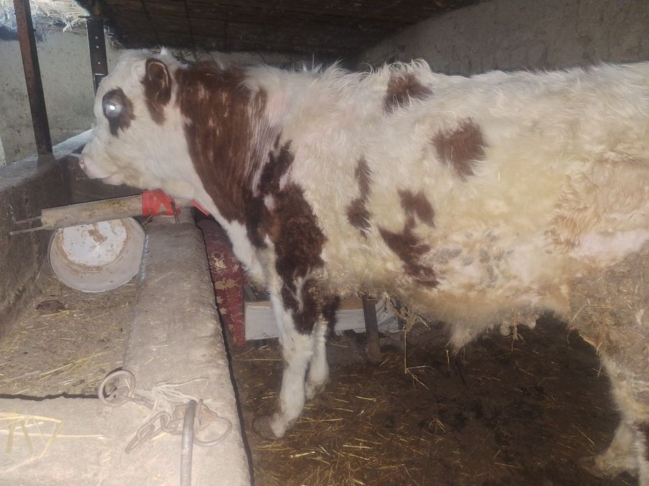 2 бас 1 жастан аскан бычоктар