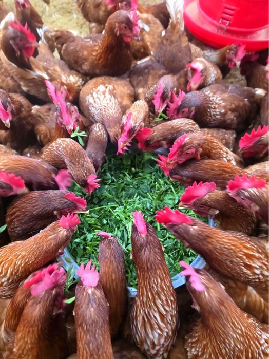 Кокошки носачки ломан браун